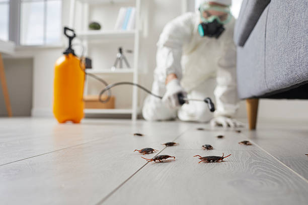 Post-Treatment Bed Bug Interceptor Monitoring in Ball Pond